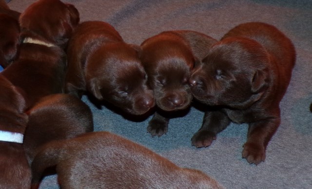 Gorgeous Chocolate pups