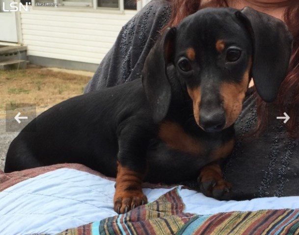 Dachshund puppy dog for sale in Woodbury, Tennessee