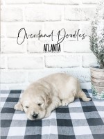 F1 English Cream Golden Doodle Goldendoodle for sale/adoption