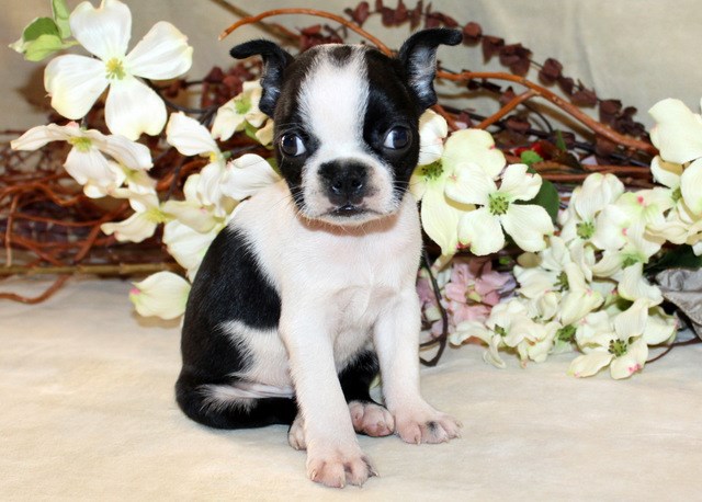 Female Boston Terrier Puppy, AKC Registered, Ready Now!!