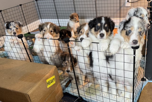Rough Collie Puppies