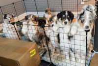 Rough Collie Puppies Collie for sale/adoption