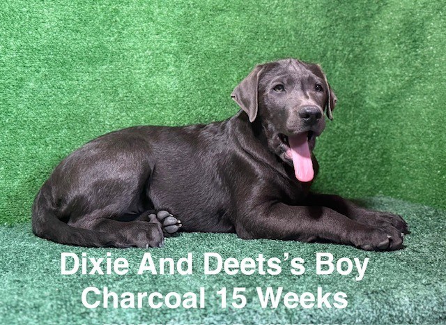 AKC Labrador Puppies