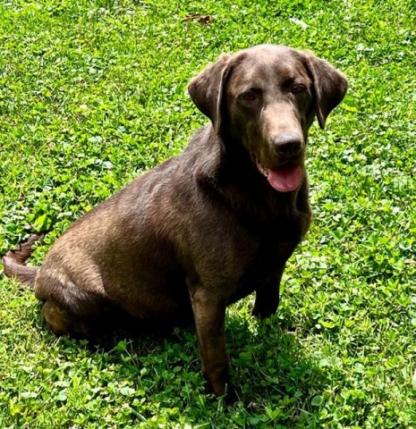 Chocolate lab Puppies!