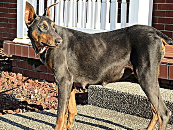 DOBERMAN PINSCHER ADULTS FOR SALE...