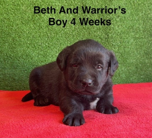 Labrador Retriever puppy for sale + 67047