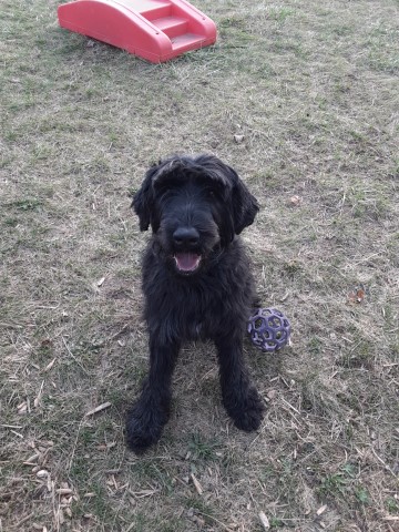 Giant Schnauzer Female https://www.freedoglistings.com/Members/PuppyDogListings#