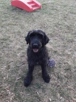 Giant Schnauzer Female https://www.freedoglistings.com/Members/PuppyDogListings# Giant Schnauzer for sale/adoption