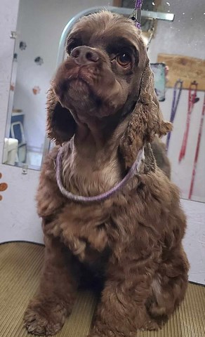 Cocker Spaniel - Adult Female