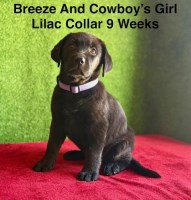 AKC Black Female Labrador Puppy Labrador Retriever for sale/adoption