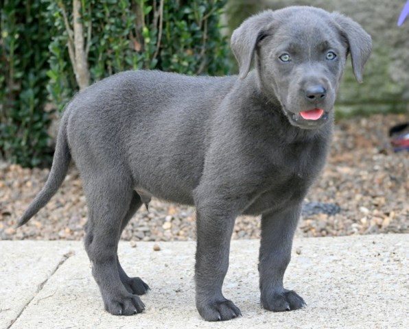 AKC Charcoal Male Labrador Retriever Puppy