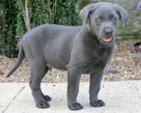 Labrador Retriever thumbnail