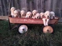 Curly F1 Goldendoodles Goldendoodle for sale/adoption