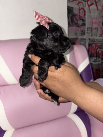 Yorkipoo puppy for sale + 67072