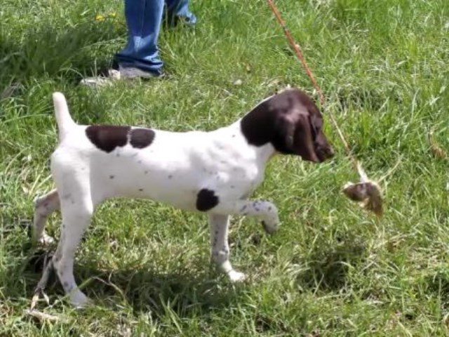 German Shorthaired Pointer puppy for sale + 58877