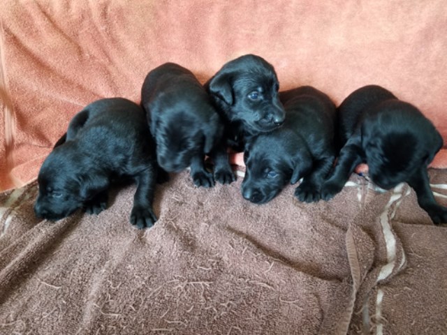 AKC registered Hunting Black Labrador Retriever Puppies