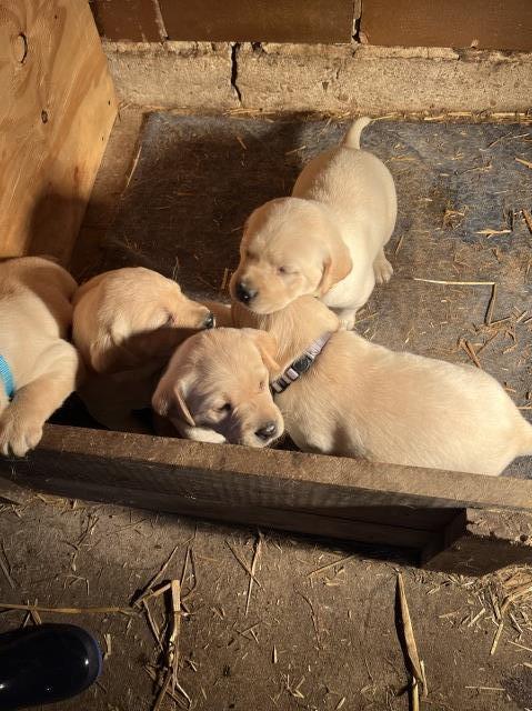 Yellow Lab puppies For Sale