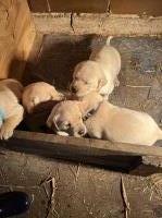 Yellow Lab puppies For Sale Labrador Retriever for sale/adoption
