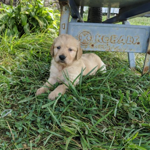 Golden Retriever puppy for sale + 58494