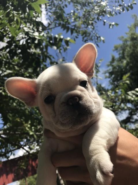 French Bulldog puppy for sale + 53637