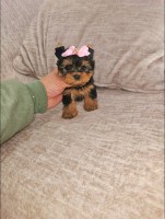 Beautiful little Yorkshire Terrier for Adoption. Yorkshire Terrier for sale/adoption