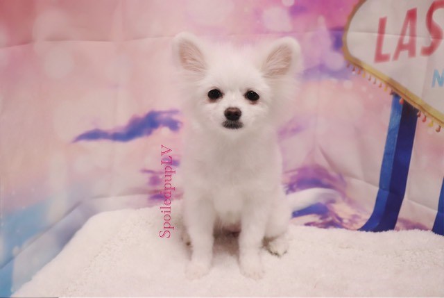 Pomeranian puppy for sale + 59833