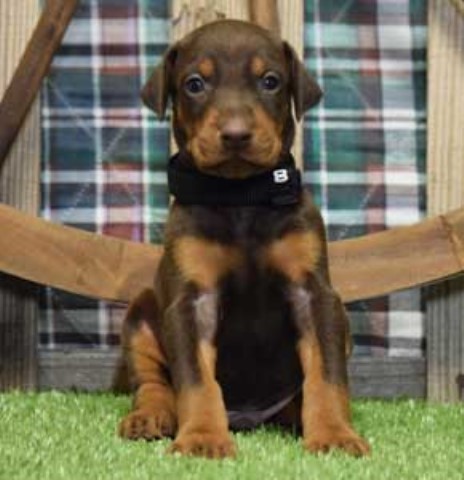Doberman Pinscher puppy for sale + 65547