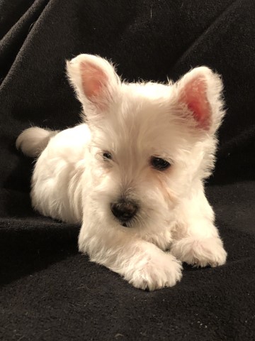 West Highland White Terrier puppy for sale + 63673