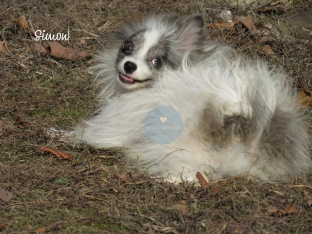 Pomeranian puppy for sale + 65676