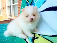 Last Puppy Listed