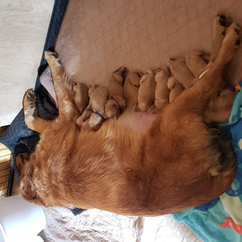 Golden Retriever puppy for sale + 63088