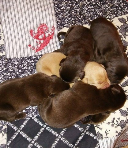 AKC LABRADOR RETRIEVER PUPPIES