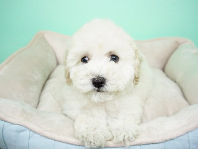 Goldendoodle Puppy- Male- Durant ($1,299)