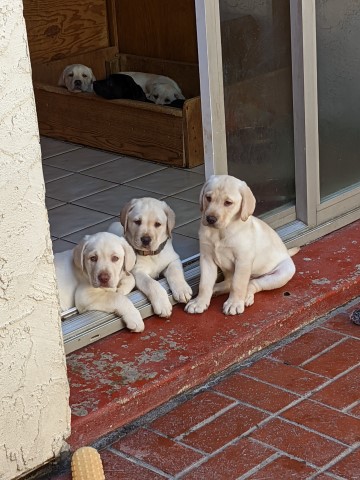 Labrador Retriever puppy for sale + 63158