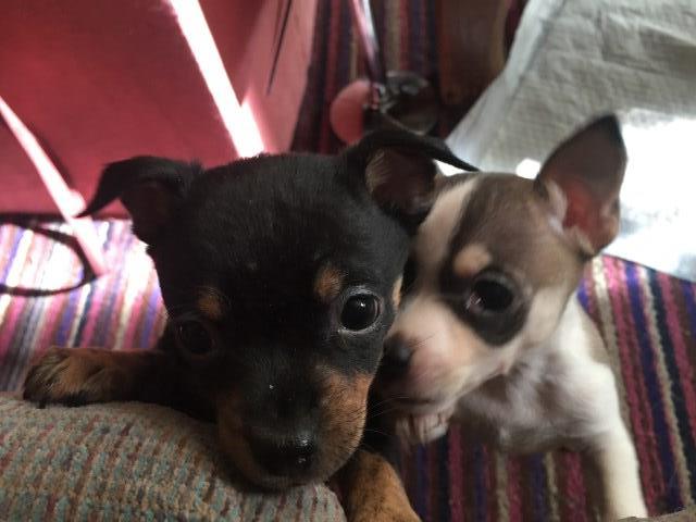 Chihuahua male puppies