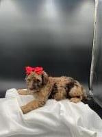 Full AKC register standard poodles Poodle Standard for sale/adoption