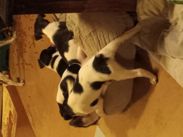 Rat Terrier puppy for sale + 64730