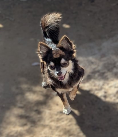 Two Full AKC Chihuahuas