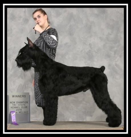 AKC Giant Schnauzer Litter, Imported, health tested