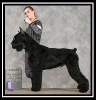 AKC Giant Schnauzer Litter, Imported, health tested Giant Schnauzer for sale/adoption