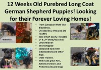 European Long Coat German Shepherd Puppies! German Shepherd Dog for sale/adoption