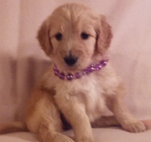 Goldendoodle puppy for sale + 48619