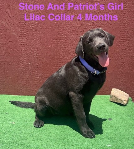 AKC Female Charcoal Lab Puppies