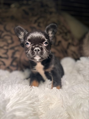 Fluffy Frenchies for sale