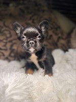 Fluffy Frenchies for sale French Bulldog for sale/adoption