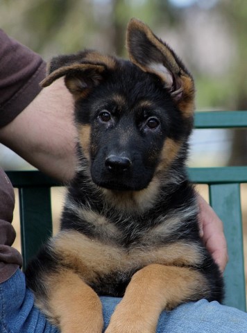 German Shepherd Dog puppy for sale + 63255