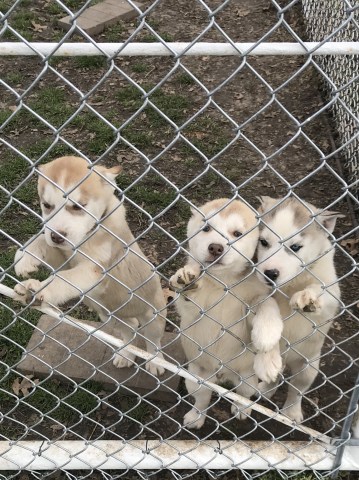 Beautiful Siberian husky puppies  for sale