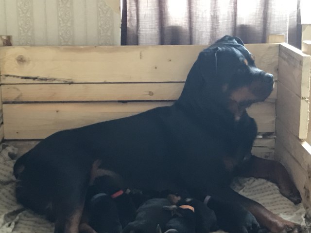 Rottweiler puppy for sale + 47893