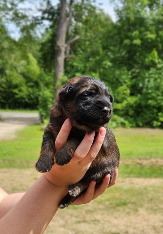 German Shepherd Dog puppy for sale + 67146