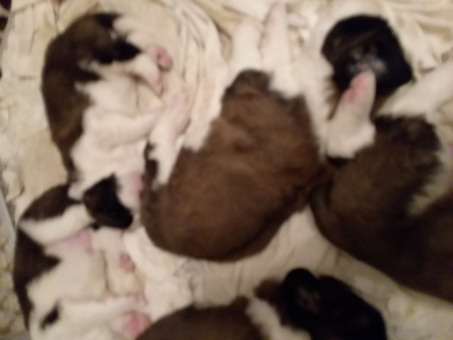 Saint Bernard puppy for sale + 54284